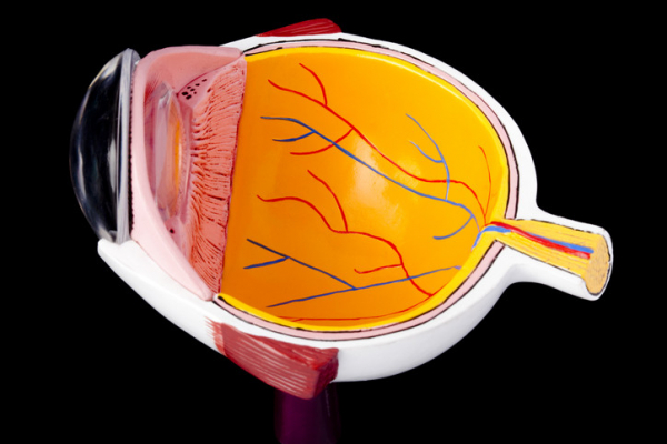 A cross section of an anatomical model of the eye against a black background; the clear plastic dome of the cornea shows on the left 